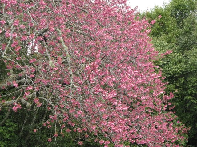 Cherry with tui. Sept. 2017- Cambridge Tree Trust